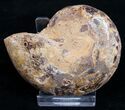 Sliced Phylloceras Ammonite (Half) - #10013-1